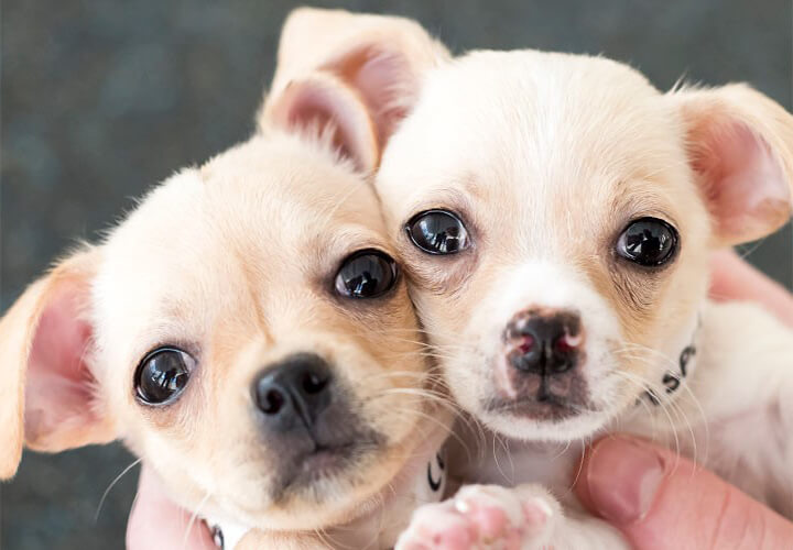 Animal Welfare